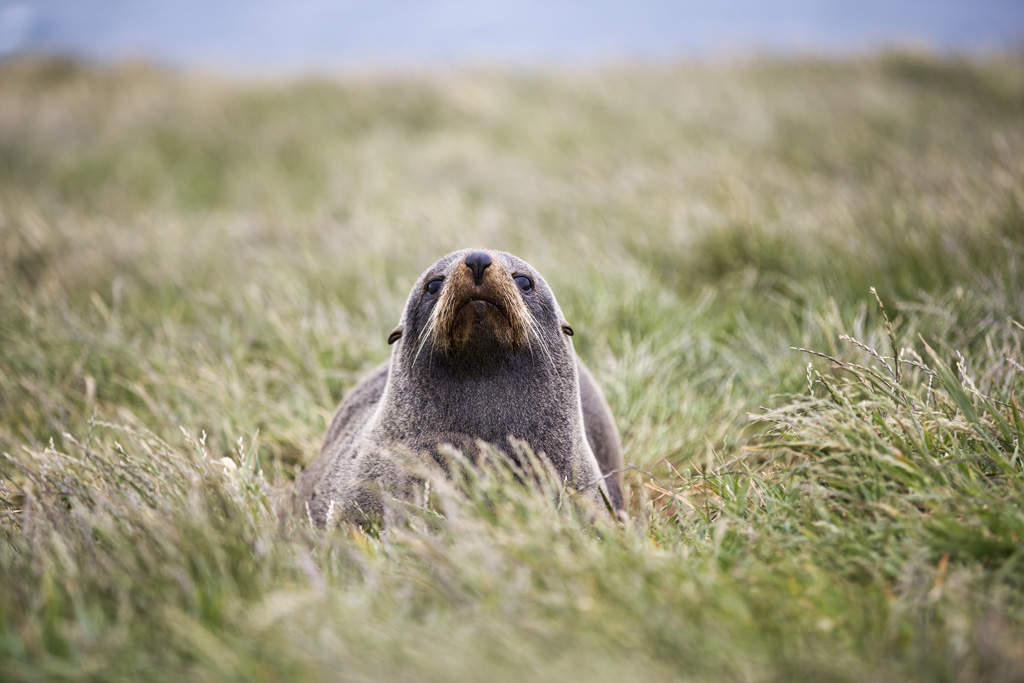 Best of: Neuseeland & Sydney 12/2014