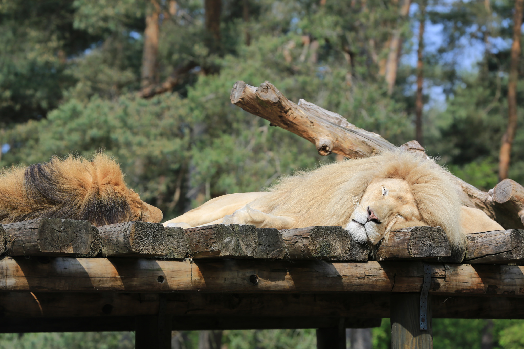 Safariland Holte-Stukenbruck 09.06.2020