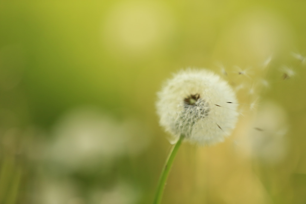 Sommerfotos 26.06.2015