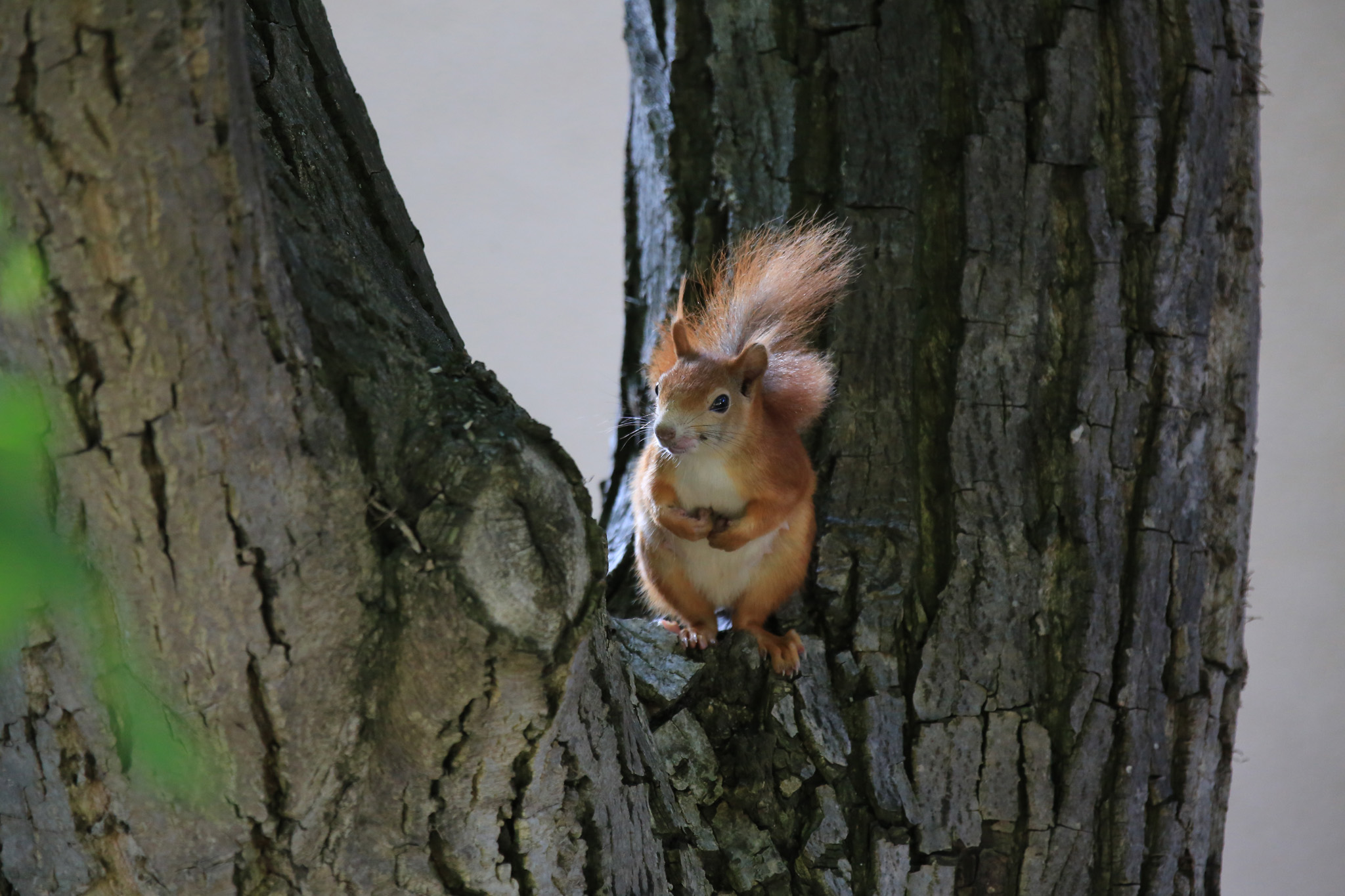Eichhörnchen im Nussbaum 25.06.2022