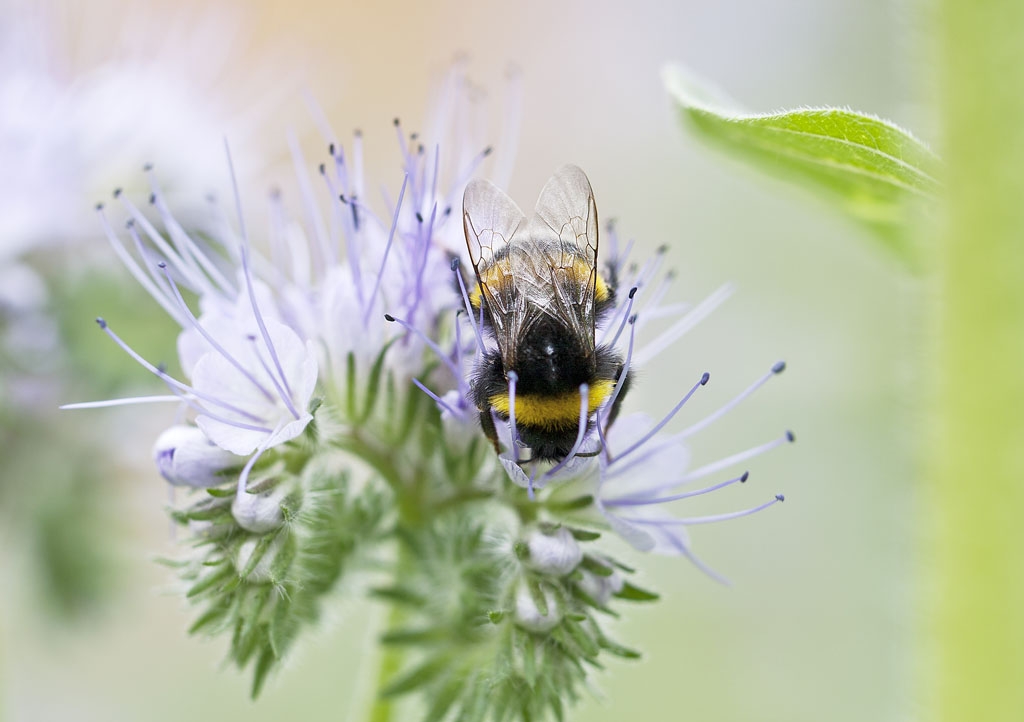 Naturfotografie Mai/Juni 2012
