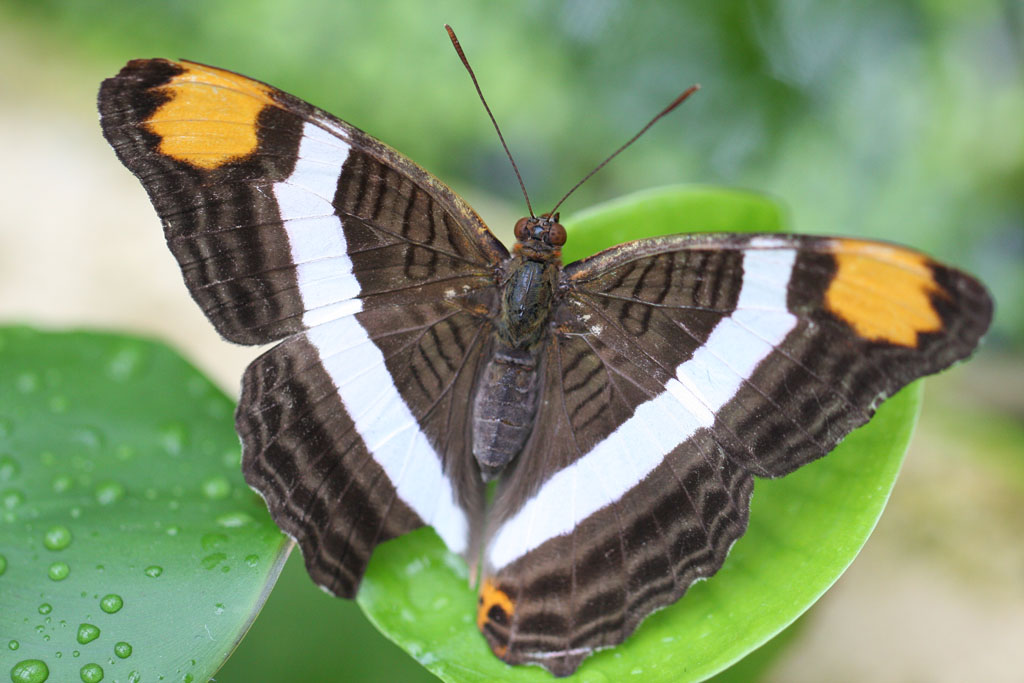 Tropische Schmetterlinge 04.01.2013