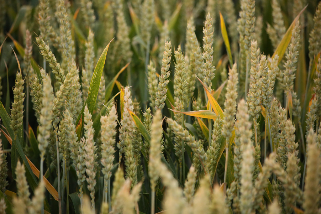 Sommerabend 09.07.2013