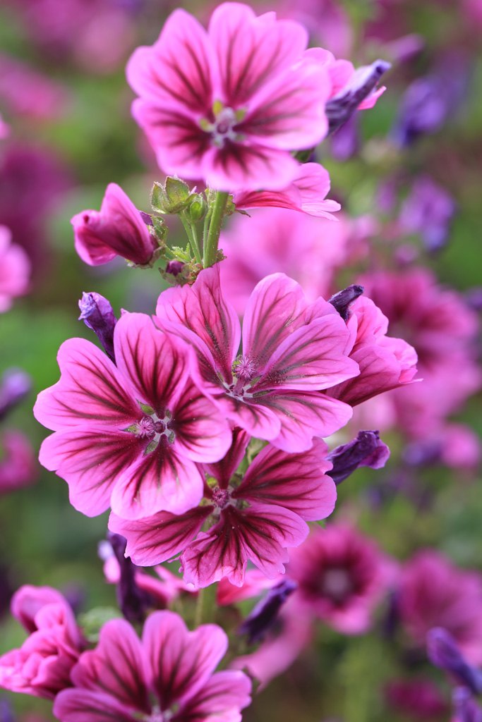 Sommerfotos 26.07.2014