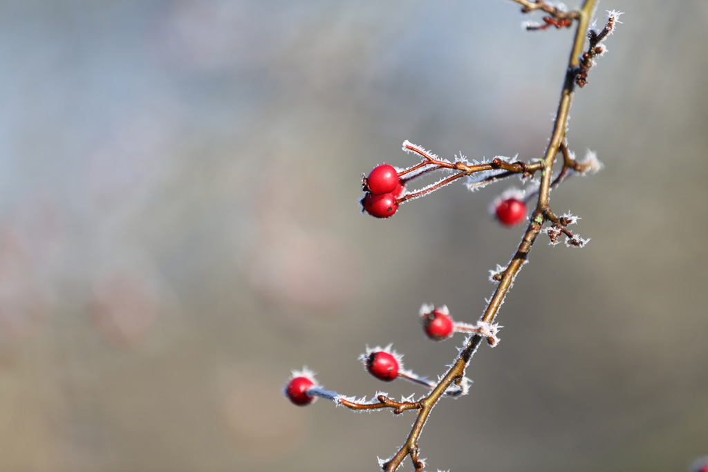 Winterfrost am Main 30.12.2016